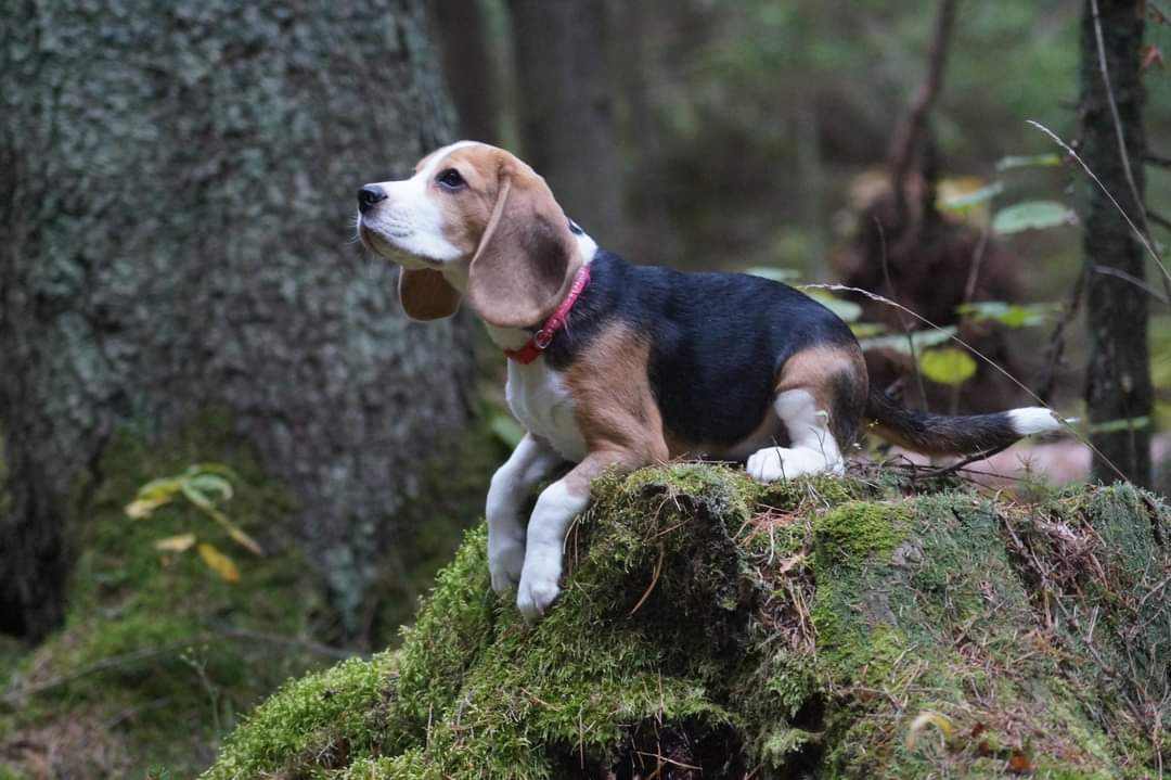 Бигль: стандарт породы