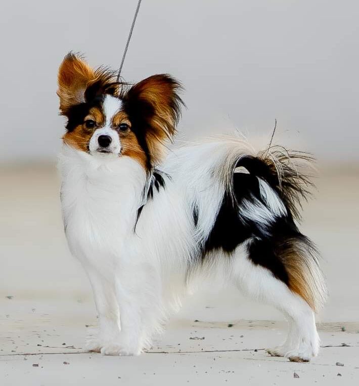 Континентальный той-спаниель: стандарт породы