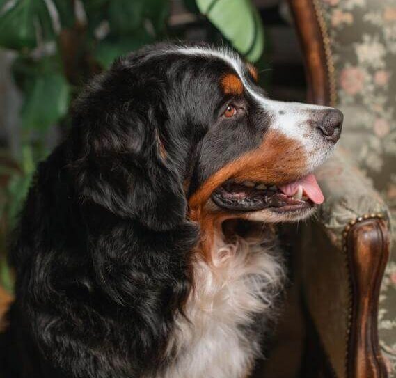 Бернский зенненхунд: стандарт породы